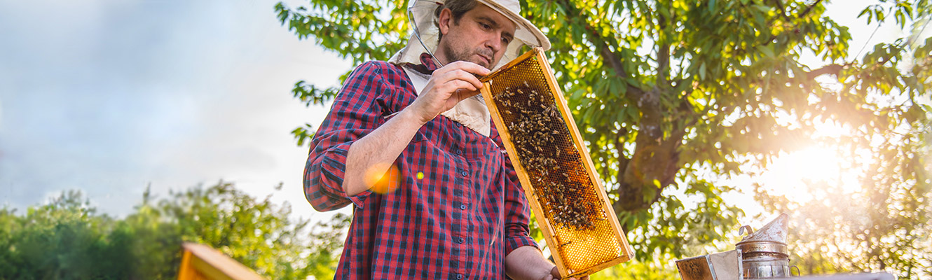 Man wearing beekeeper hat holding tray of bees.